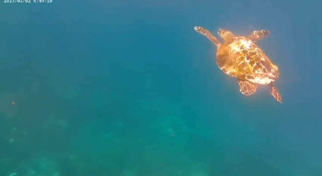 Nusa Penida Halfday West - Snorkeling 17